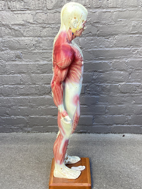 Vintage Acupuncture Teaching Tool (32” tall)