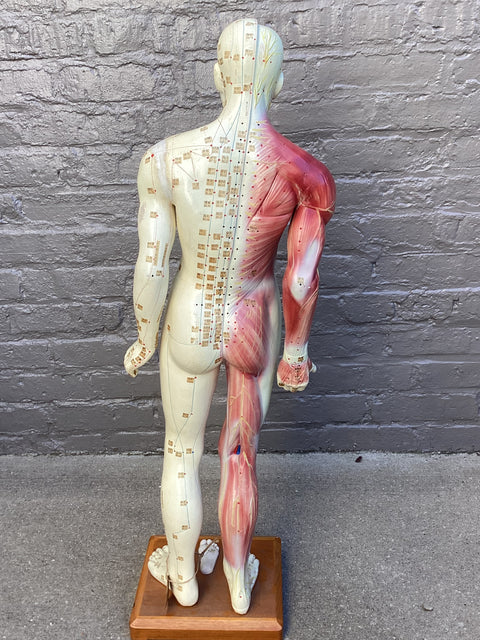 Vintage Acupuncture Teaching Tool (32” tall)