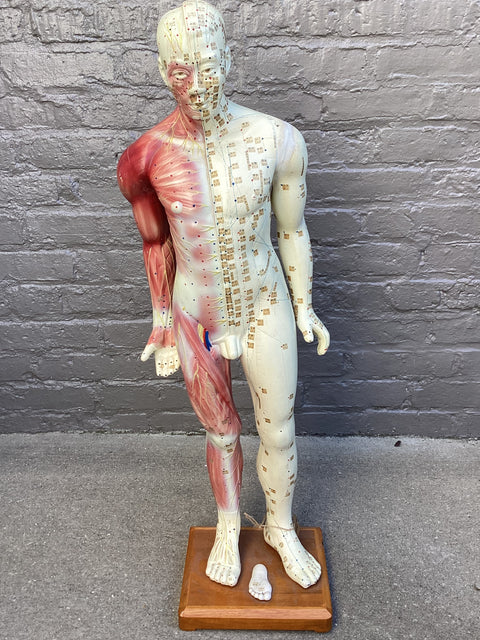 Vintage Acupuncture Teaching Tool (32” tall)